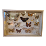 Entomology box butterflies
