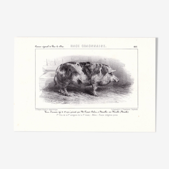 Lithograph 19th century 1857 deco pig pig restaurant butcher shop charcutery breed craonnaise craon