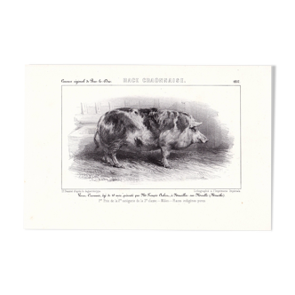 Lithograph 19th century 1857 deco pig pig restaurant butcher shop charcutery breed craonnaise craon