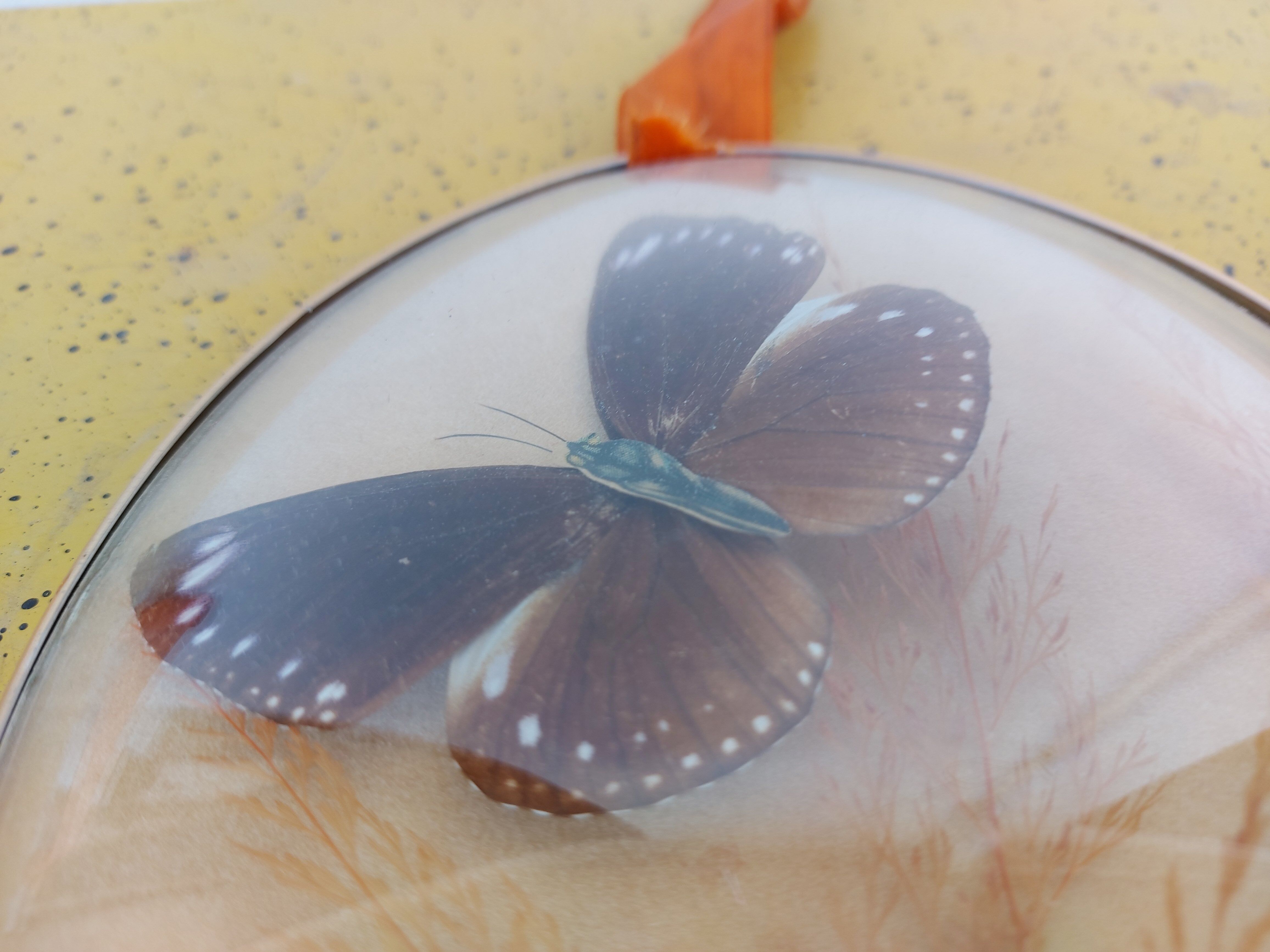 Pair of vintage butterfly frames