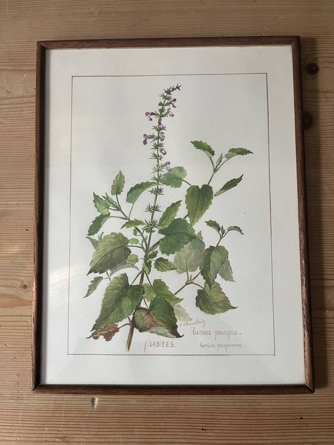 Botanical floral frame Melissa