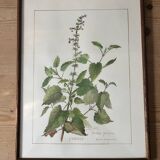 Botanical floral frame Melissa