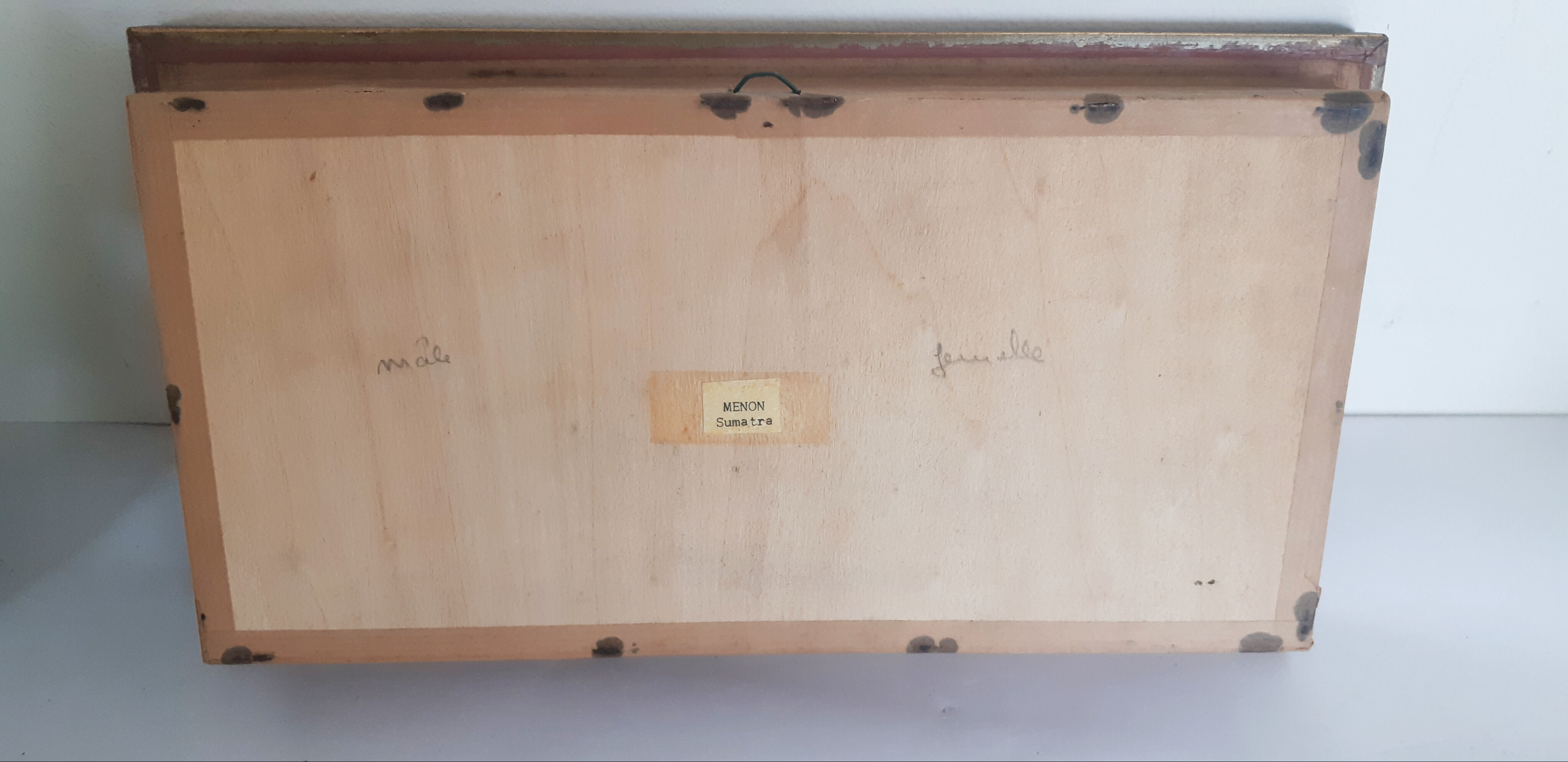 Butterflies naturalized under glass