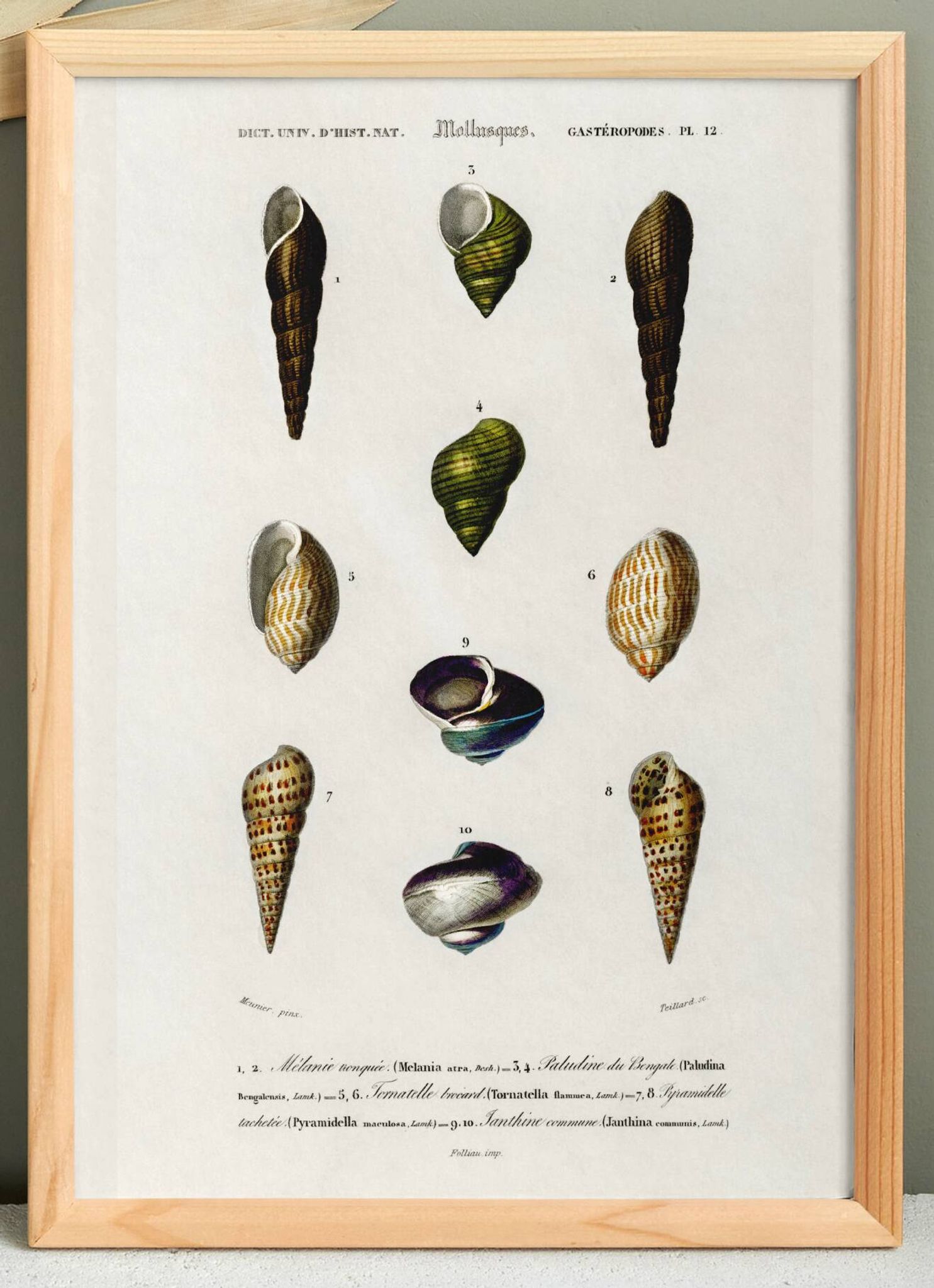 Poster about seashells and marine mollusks, based on an engraving