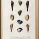 Poster about seashells and marine mollusks, based on an engraving