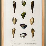 Poster about seashells and marine mollusks, based on an engraving