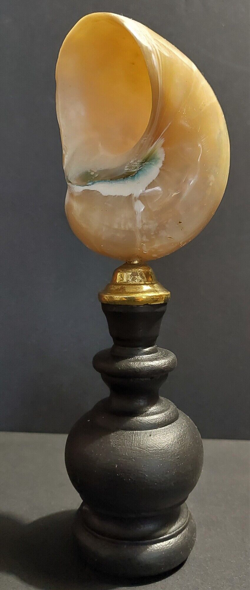 Cabinet de Curiosités coquillage turbo imperialis nacré sur socle