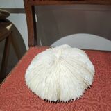 Large white coral