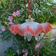 "Oriental Tulips" light suspension - blown glass in pink-orange