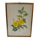 Old frame, rosehip bush pj redouté