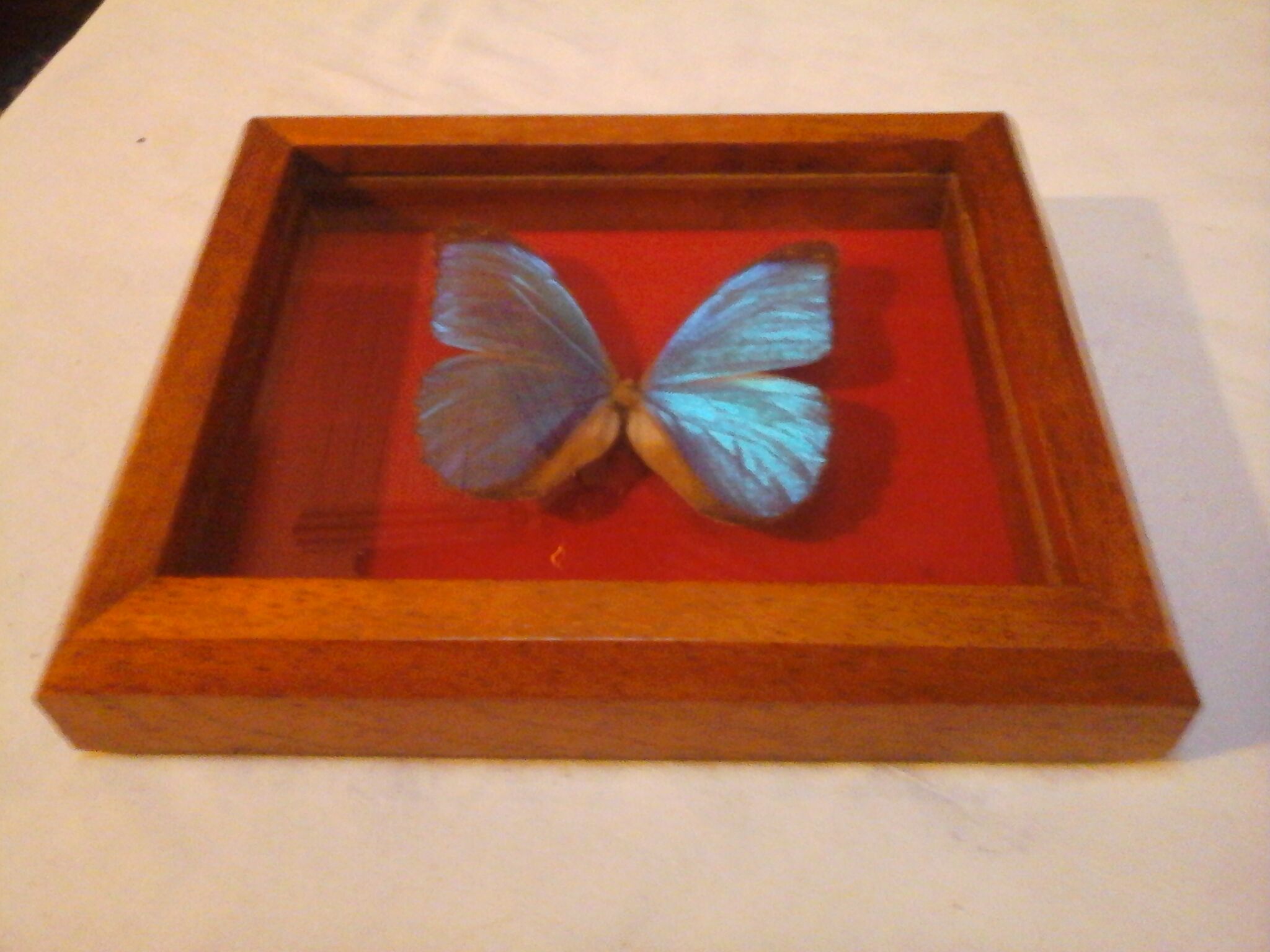 Cadre papillon