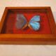 Cadre papillon