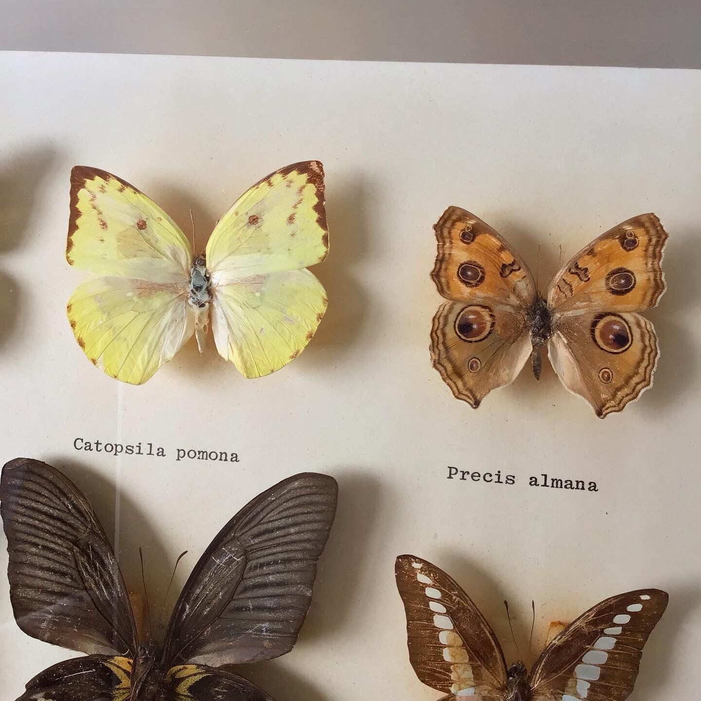 Vintage naturalized butterflies