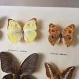 Vintage naturalized butterflies