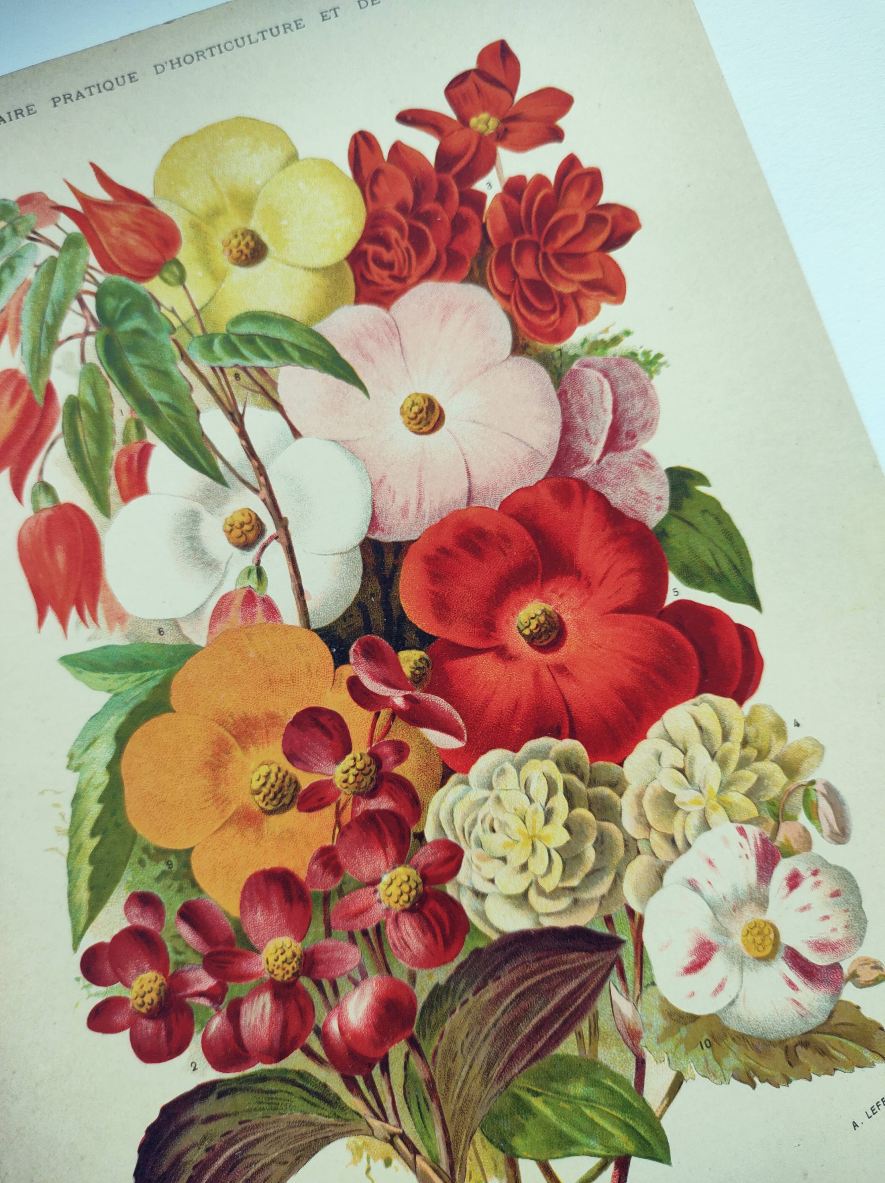 Botanical engraving from 1897. Begonia. Antique plate. Flower lithograph.