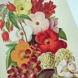 Botanical engraving from 1897. Begonia. Antique plate. Flower lithograph.