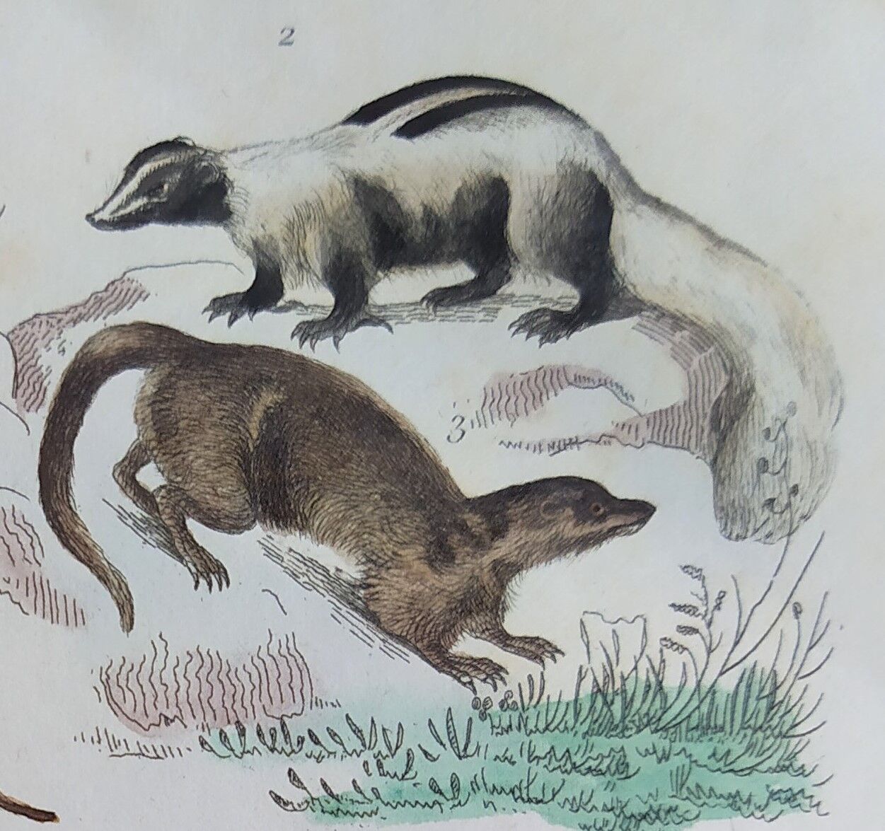 Original zoological plate " Kinkajou - Chinche - Coasse - &c... " Buffon (1836)