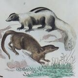 Original zoological plate " Kinkajou - Chinche - Coasse - &c... " Buffon (1836)