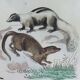 Original zoological plate " Kinkajou - Chinche - Coasse - &c... " Buffon (1836)