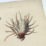 Old engraving from 1838 - Shark - Original hand-colored zoology and botany board.