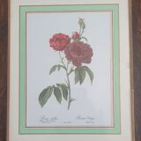 Set of 4 prints after P J Redoute