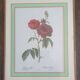 Set of 4 prints after P J Redoute