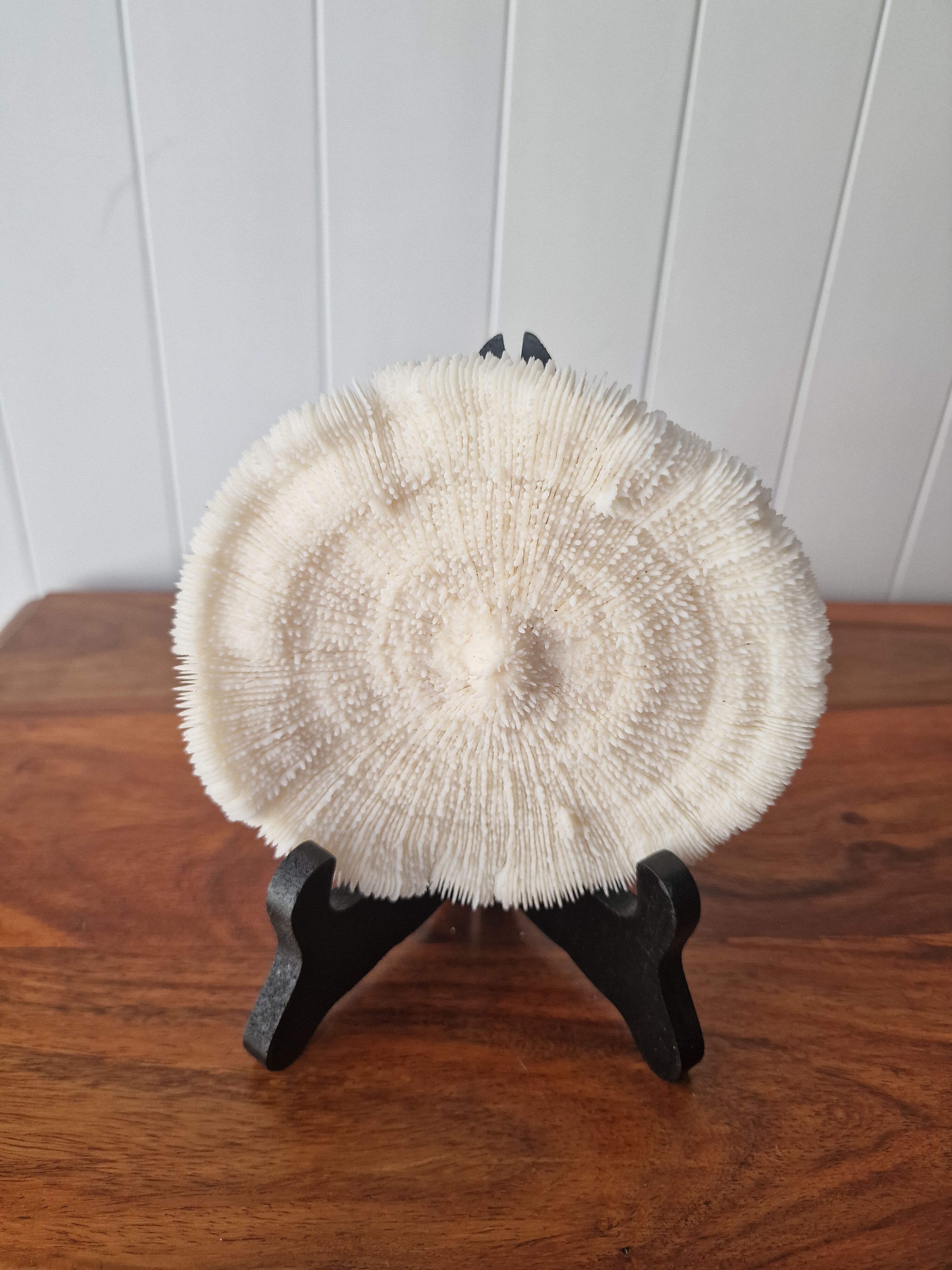 Coral Fungia from the 1970s.