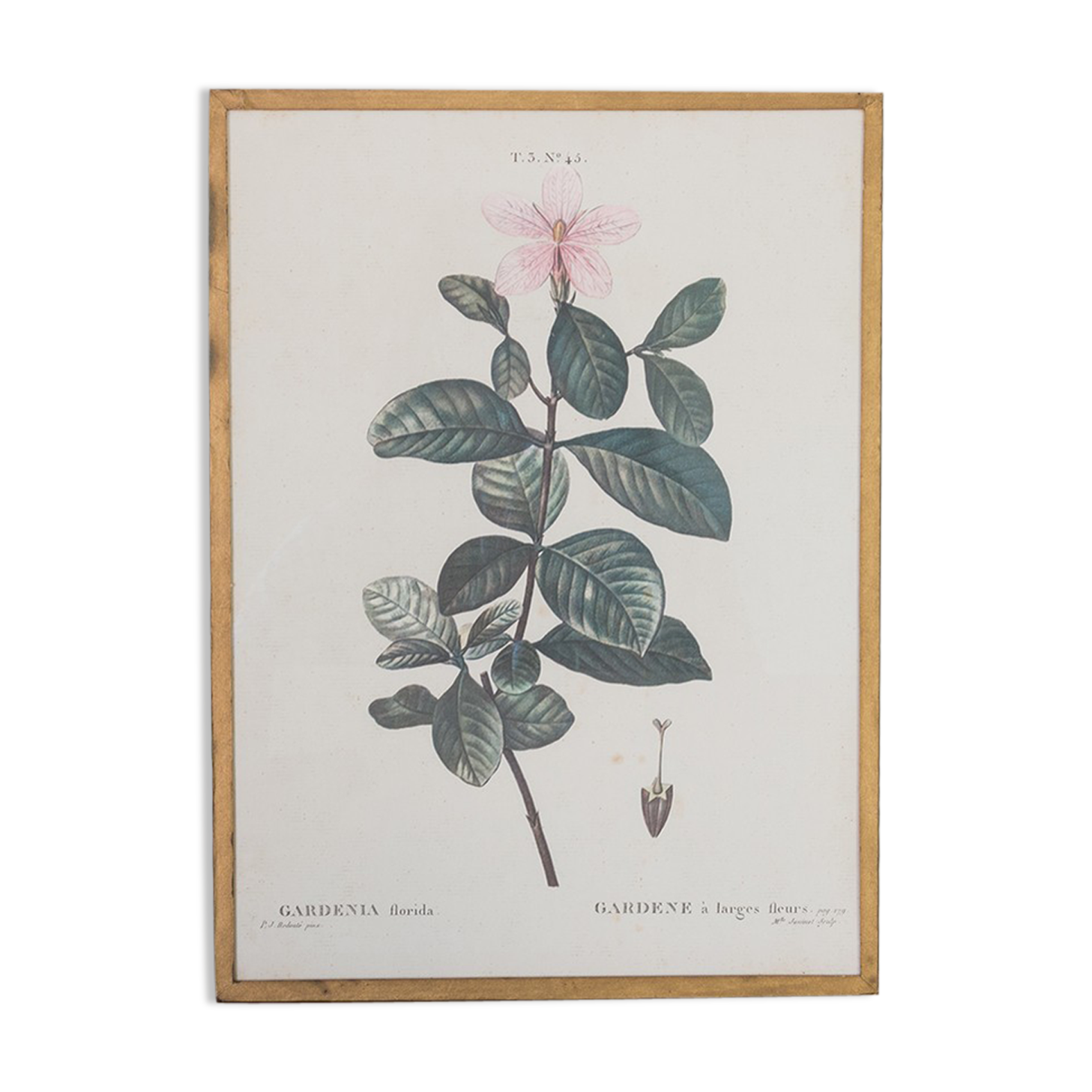 Planche de botanique "Gardenia Florida"