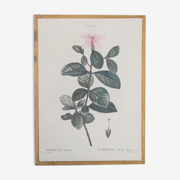 Planche de botanique "Gardenia Florida"