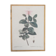 Planche de botanique "Gardenia Florida"