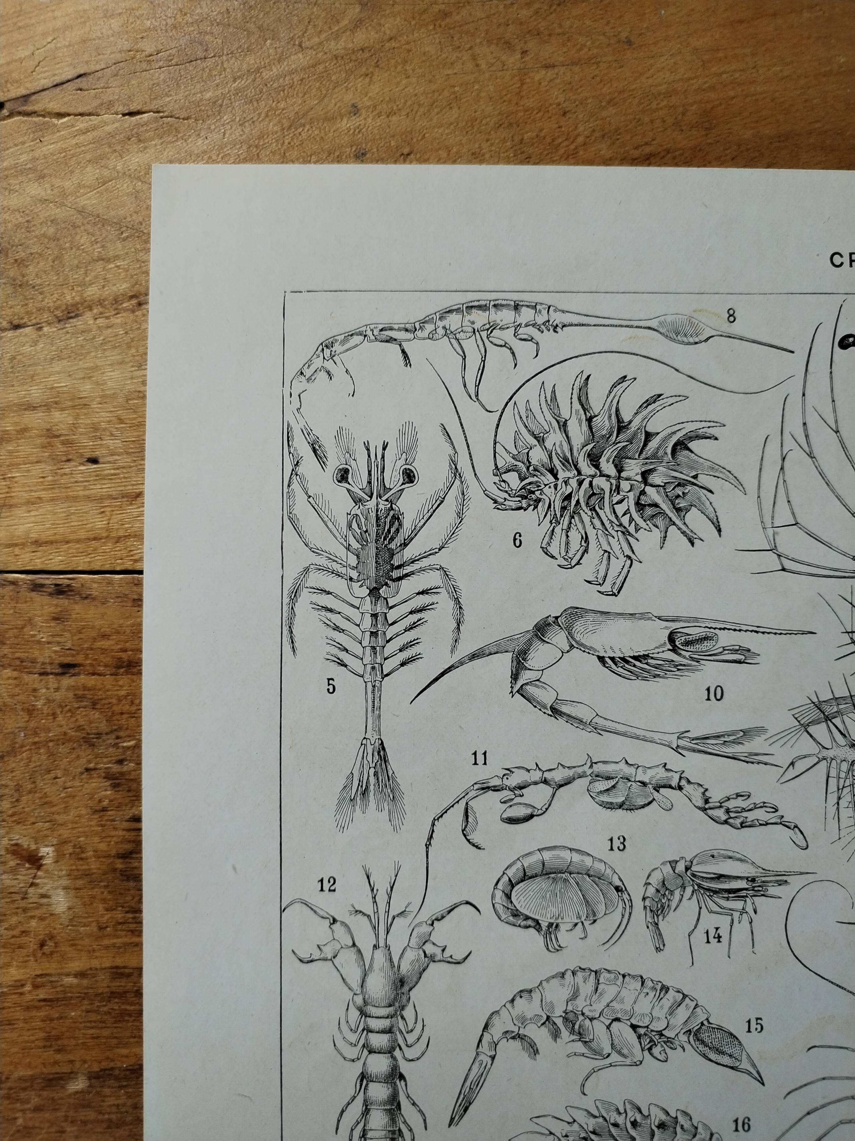Original lithograph on crustaceans
