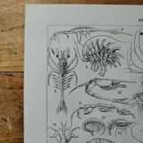 Original lithograph on crustaceans