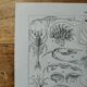 Lithographie originale sur les crustacés