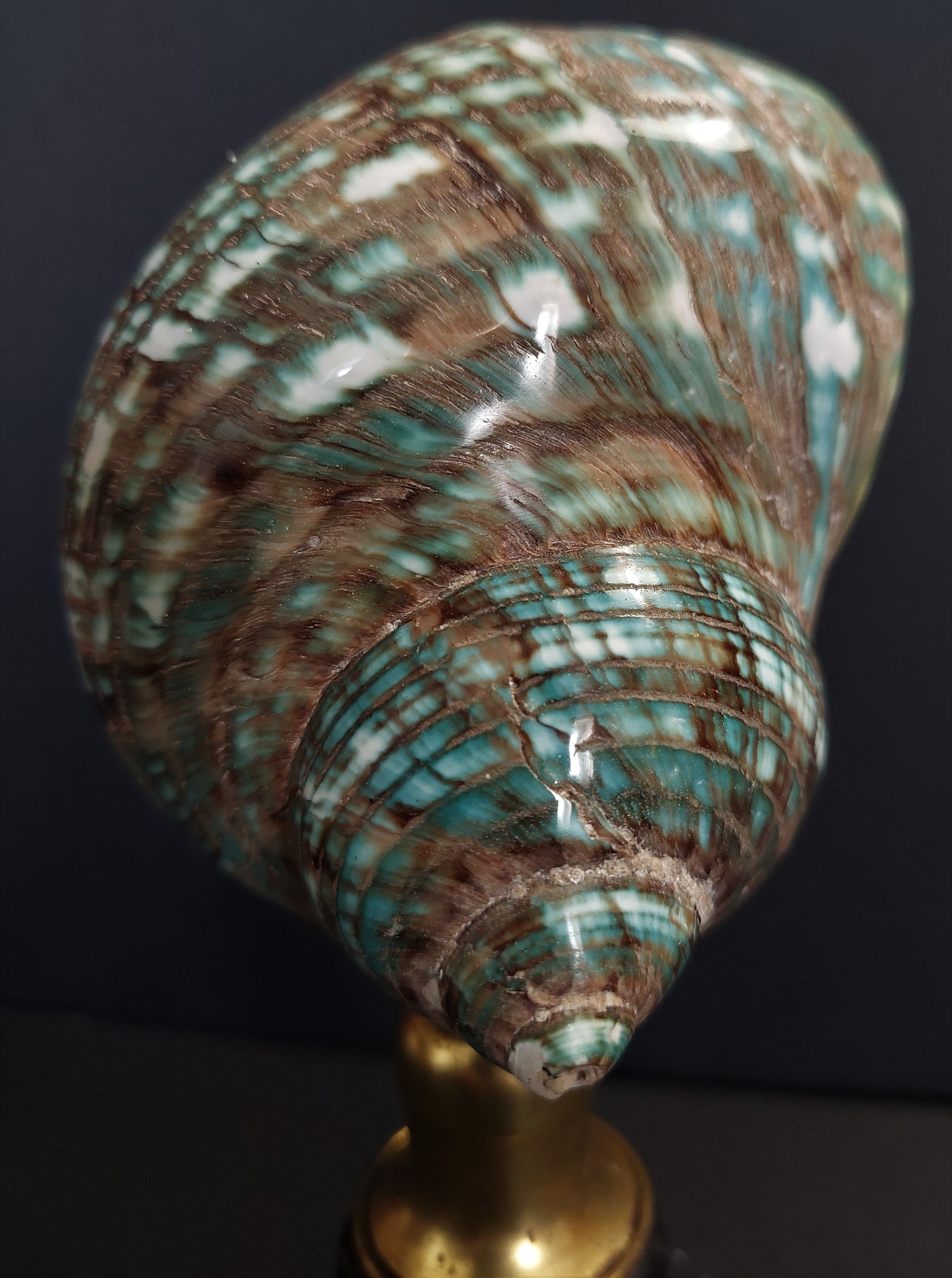 Cabinet of Curiosities shell turbo imperialis on base