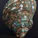Cabinet of Curiosities shell turbo imperialis on base