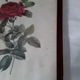Botanical board "bridge rose" of P.J.Redouté