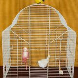 Decorative bird cage & its 3 piafs