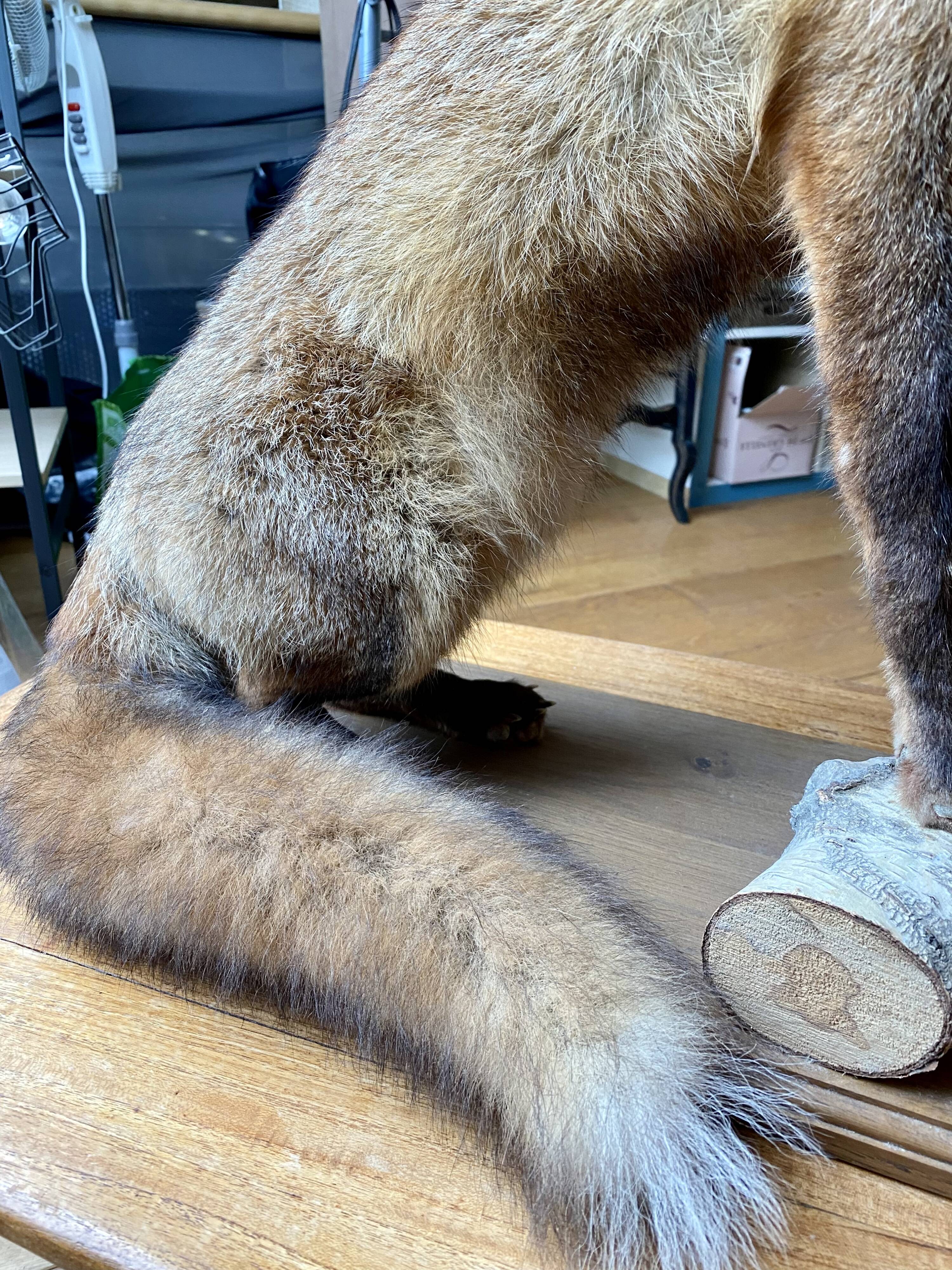 Red fox taxidermy
