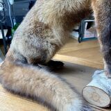 Red fox taxidermy