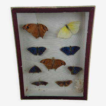 Naturalized butterfly frame. BOUBEE & Cie