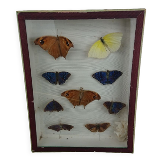 Naturalized butterfly frame. BOUBEE & Cie