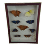 Naturalized butterfly frame. BOUBEE & Cie