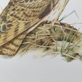 Planche oiseaux Années 1960 - Hibou des Marais - Illustration zoologique et ornithologique vintage