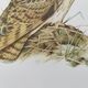 Bird board 1960s - Short-eared Owl - Vintage zoological and ornithological illustration