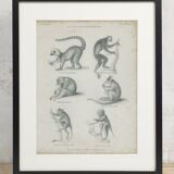 Antique engraving of primates xix