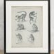Antique engraving of primates xix