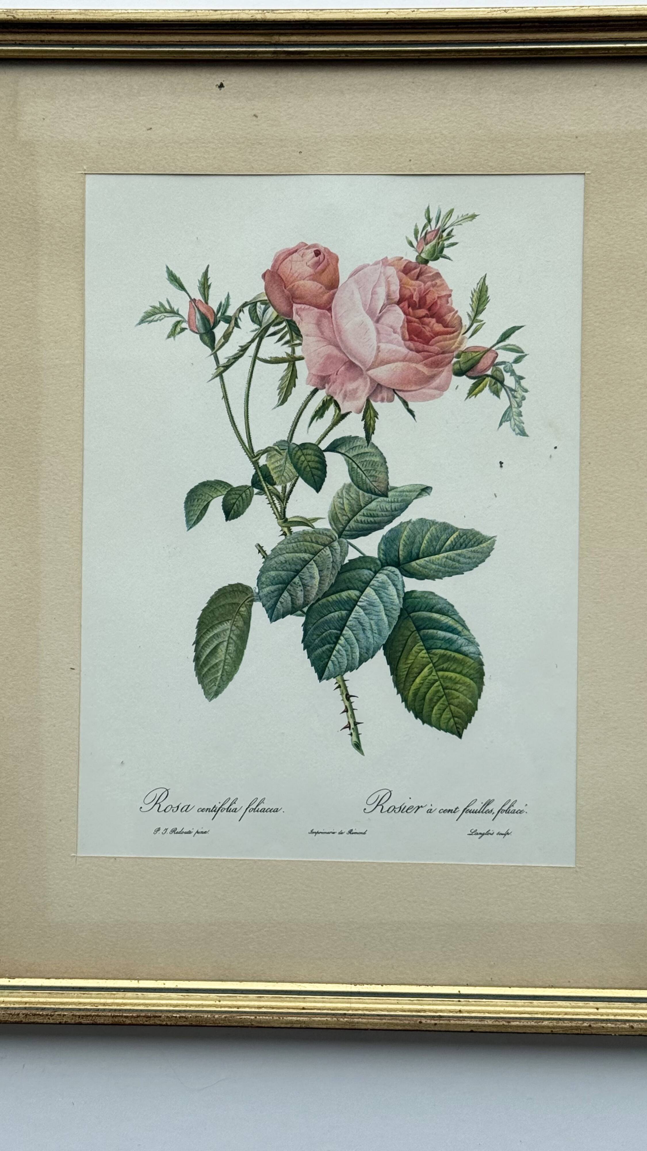Floral illustration