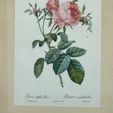 Floral illustration