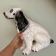 Vintage ceramic dog