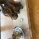 Vintage squirrel table lamp 1950